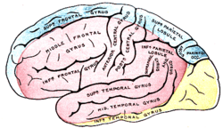 Gray's_Anatomy_plate_517_brain