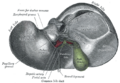 Gray's Anatomy illustration of the liver