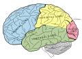 Vertiginous epilepsy