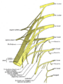 Spinal nerve