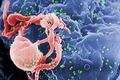 HIV budding