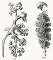 Renal pelves and calices