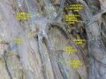 External_pudendal_veins