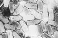 Vesicular stomatitis virus (VSV) electron micrograph