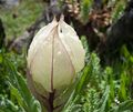 Brahmakamal Kaluvinayak Chamoli Uttarakhand