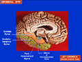 Parahippocampal gyrus