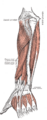 Supinator muscle