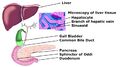 Hepato-biliary system
