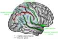 Postcentral sulcus