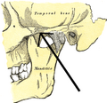 Zygomatic_process