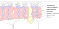 Olfactory receptor neuron