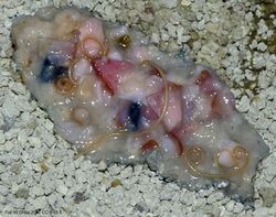 Toxocara Cati