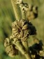 Althaea officinalis