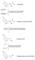Biosynthesis of Serotonin