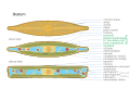 2023 Diatom
