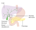 Liver