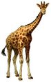 Giraffa camelopardalis Brockhaus