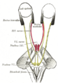 Rhomboid fossa