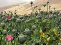 Poppy field in Afghanistan