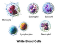 White blood cell