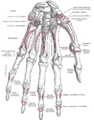Flexor pollicis brevis muscle