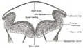 Neural plate development