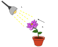 Phototrophic Response to Stimulus