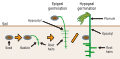Germination process