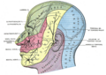 Supratrochlear nerve anatomy