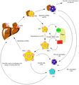 Hepatic Lipase