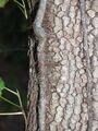 Poison ivy vine