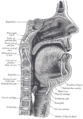 Sagittal view of the mouth