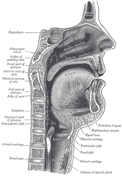 Sagittal section of mouth