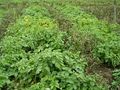 Cisgenic potatoes