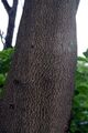 Myroxylon balsamum