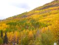 Quaking fall colors