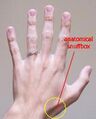 Extensor pollicis brevis muscle