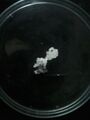Image of cinnamyl alcohol on a petri dish, used in dental research.