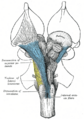 Sensory decussation