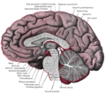 Corpus callosum