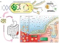 Probiotic-associated therapeutic curli hybrids (PATCH)