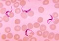 Trypanosoma species