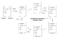 Glutathione reductase catalytic cycle