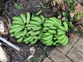 Green raw bananas