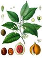 Illustration of Myristica fragrans from Köhler's Medicinal Plants