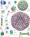 Examples of different protein structures