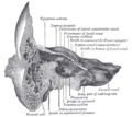 Promontory of tympanic cavity
