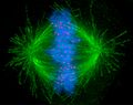 Kinetochore