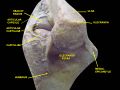 Olecranon fossa