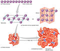 Peptide bond